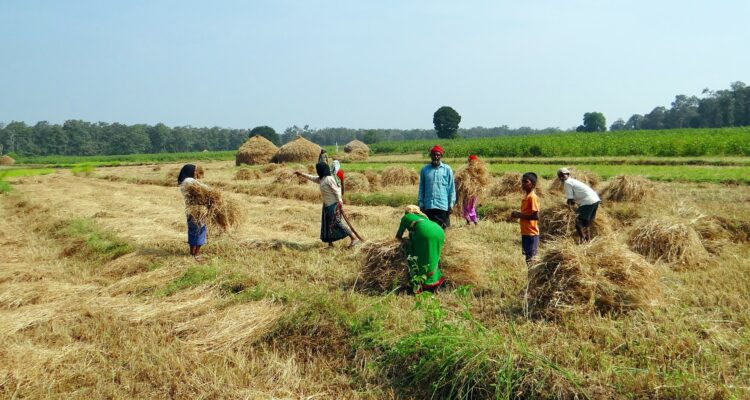 Farmers working in agricultural fields harvesting crops
